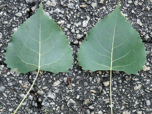 {Populus deltoides}
